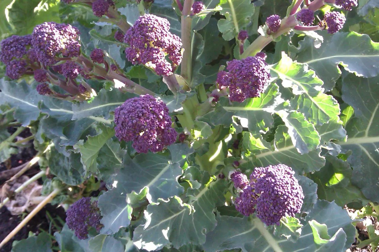How To Grow Purple Sprouting Broccoli from Seed.